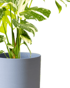 Dojo Porcelain Modern Indoor Plant Pot With Saucer | 6, 7, & 8 Inches - Chive Ceramics Studio - Pots - Chive Ceramics Studio