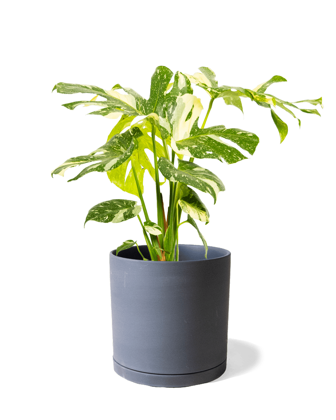 Dojo Porcelain Modern Indoor Plant Pot With Saucer | 6, 7, & 8 Inches - Chive Ceramics Studio - Pots - Chive Ceramics Studio