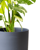 Dojo Porcelain Modern Indoor Plant Pot With Saucer | 6, 7, & 8 Inches - Chive Ceramics Studio - Pots - Chive Ceramics Studio