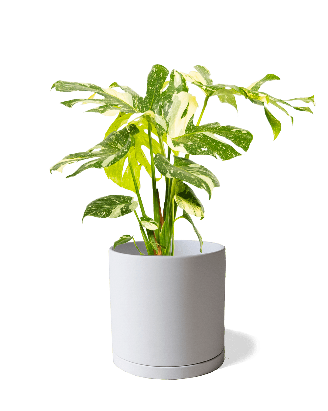 Dojo Porcelain Modern Indoor Plant Pot With Saucer | 6, 7, & 8 Inches - Chive Ceramics Studio - Pots - Chive Ceramics Studio