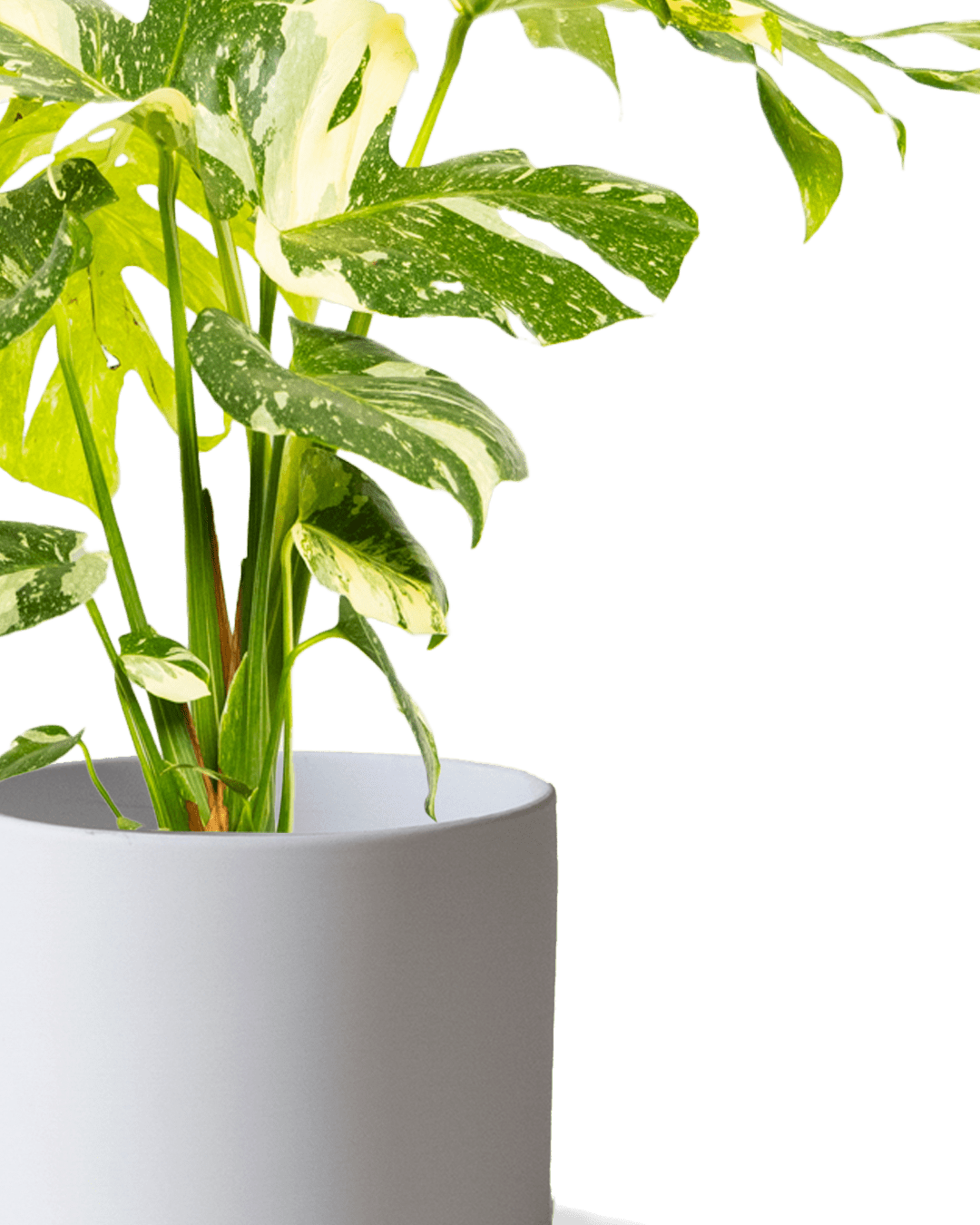 Dojo Porcelain Modern Indoor Plant Pot With Saucer | 6, 7, & 8 Inches - Chive Ceramics Studio - Pots - Chive Ceramics Studio