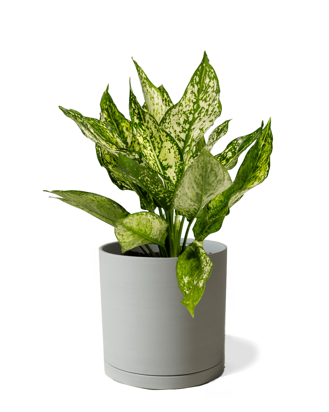 Dojo Porcelain Modern Indoor Plant Pot With Saucer | 6, 7, & 8 Inches - Chive Ceramics Studio - Pots - Chive Ceramics Studio