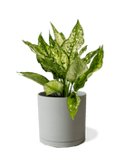 Dojo Porcelain Modern Indoor Plant Pot With Saucer | 6, 7, & 8 Inches - Chive Ceramics Studio - Pots - Chive Ceramics Studio