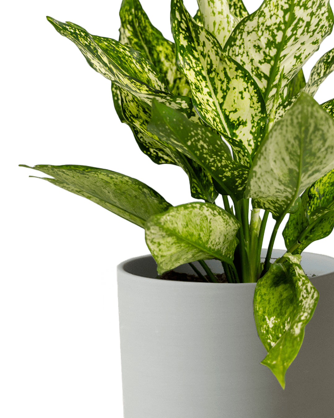 Dojo Porcelain Modern Indoor Plant Pot With Saucer | 6, 7, & 8 Inches - Chive Ceramics Studio - Pots - Chive Ceramics Studio