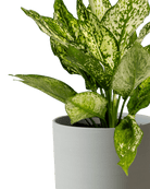 Dojo Porcelain Modern Indoor Plant Pot With Saucer | 6, 7, & 8 Inches - Chive Ceramics Studio - Pots - Chive Ceramics Studio