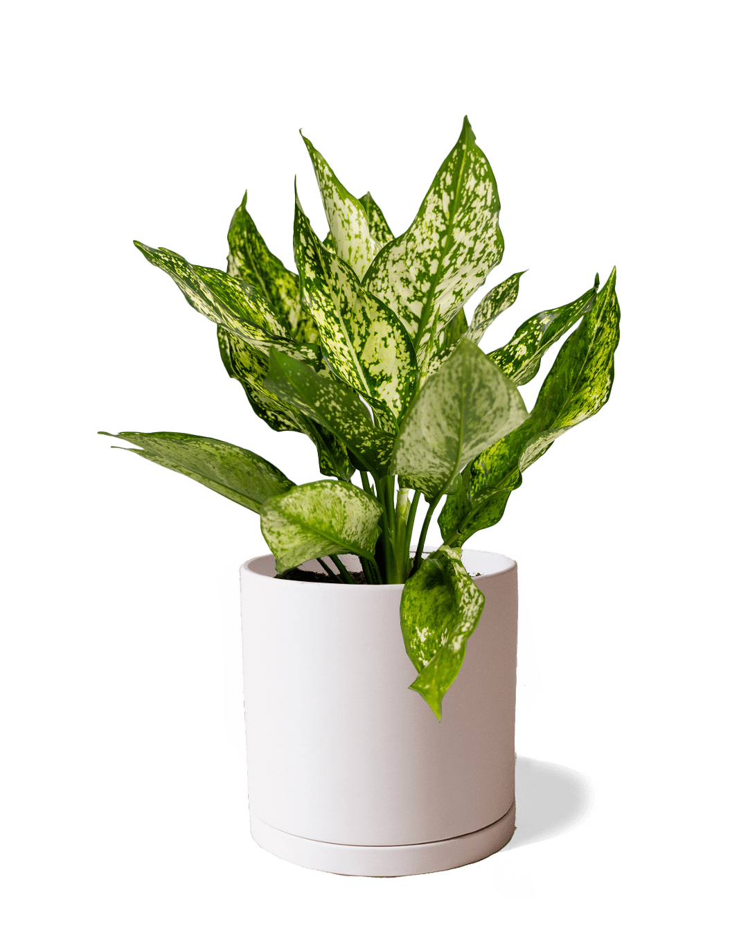 Dojo Porcelain Modern Indoor Plant Pot With Saucer | 6, 7, & 8 Inches - Chive Ceramics Studio - Pots - Chive Ceramics Studio