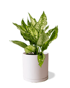 Dojo Porcelain Modern Indoor Plant Pot With Saucer | 6, 7, & 8 Inches - Chive Ceramics Studio - Pots - Chive Ceramics Studio