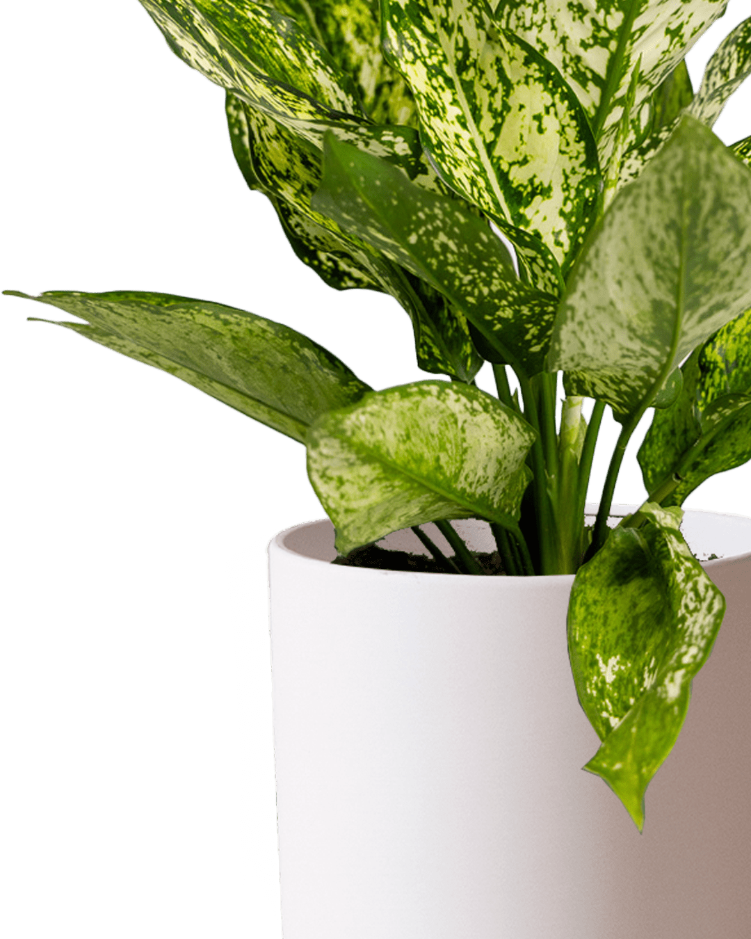 Dojo Porcelain Modern Indoor Plant Pot With Saucer | 6, 7, & 8 Inches - Chive Ceramics Studio - Pots - Chive Ceramics Studio