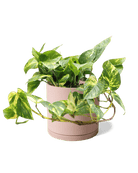 Dojo Porcelain Modern Indoor Plant Pot With Saucer | 6, 7, & 8 Inches - Chive Ceramics Studio - Pots - Chive Ceramics Studio