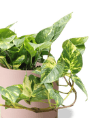 Dojo Porcelain Modern Indoor Plant Pot With Saucer | 6, 7, & 8 Inches - Chive Ceramics Studio - Pots - Chive Ceramics Studio