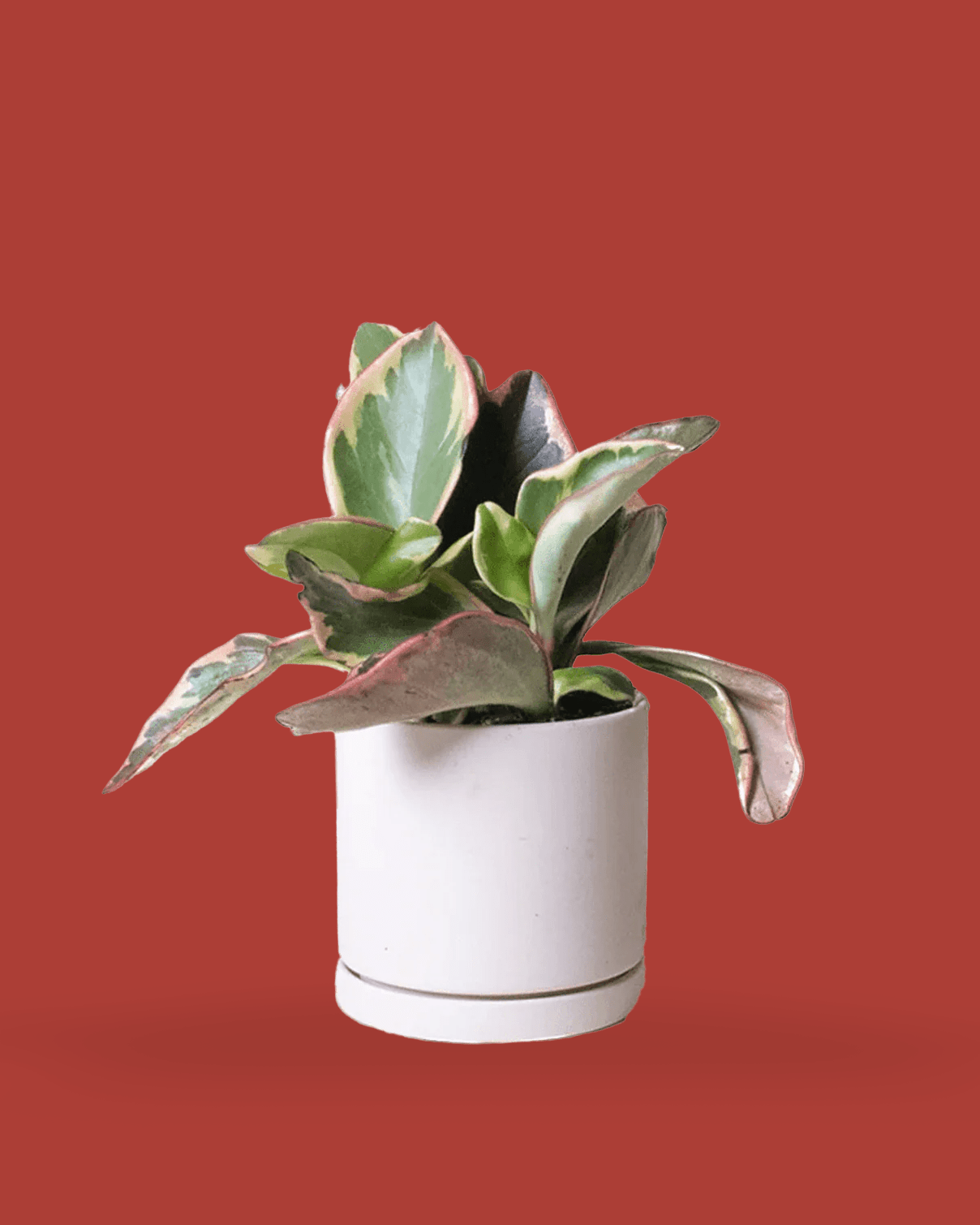 Dojo 3.5" Porcelain Modern Indoor Plant Pot - Chive Ceramics Studio - Pots - Chive Ceramics Studio