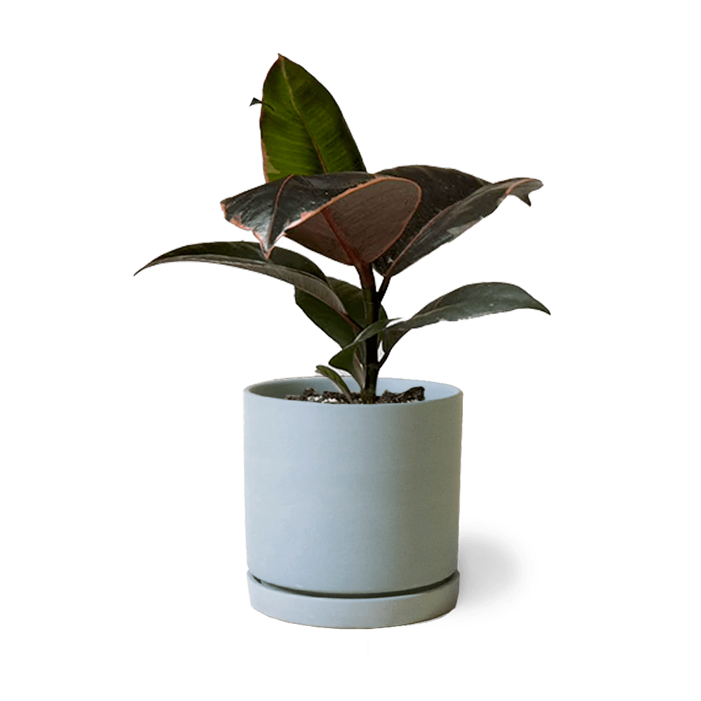 Dojo Porcelain Modern Indoor Plant Pot With Saucer - Chive Ceramics Studio - Pots - Chive Ceramics Studio