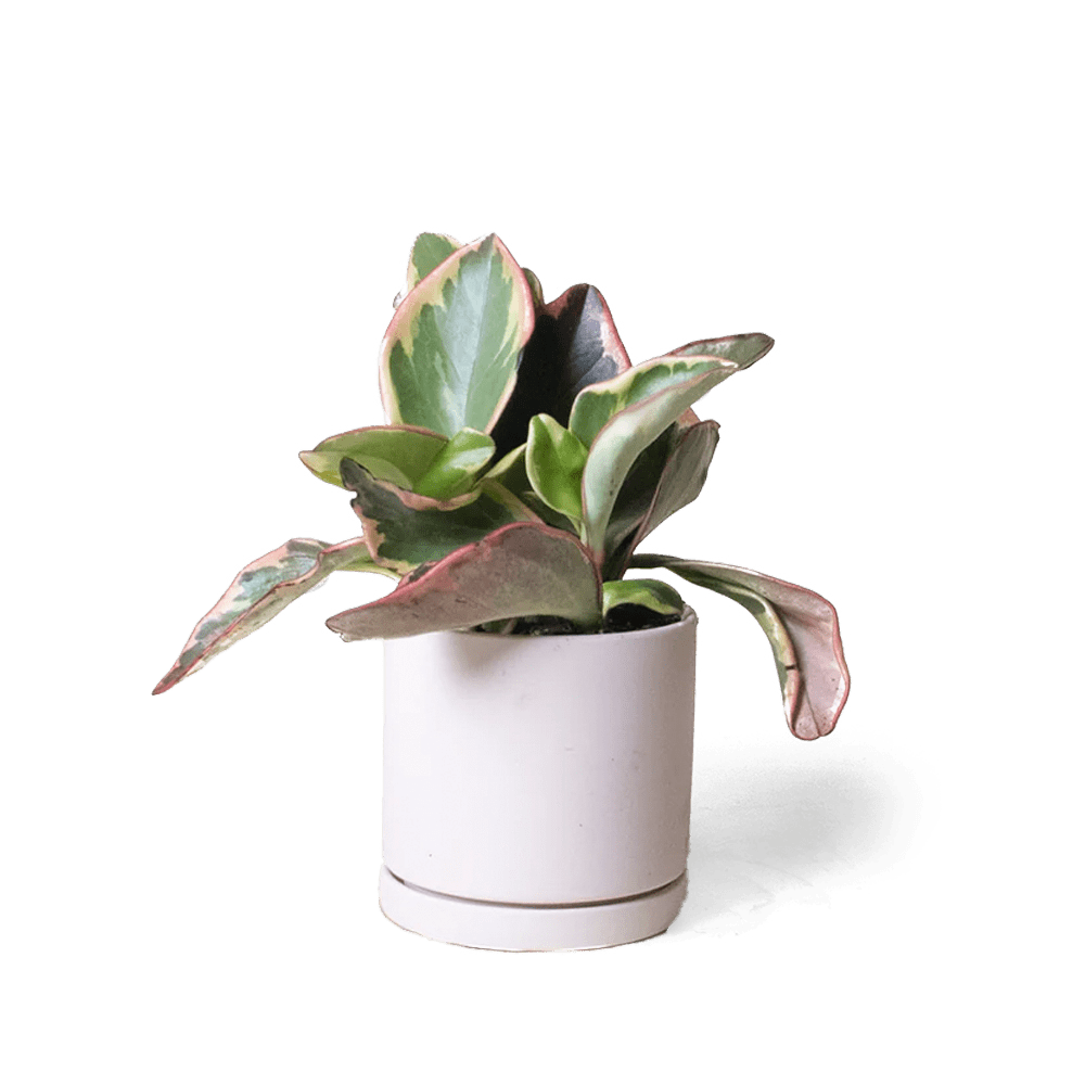 Dojo Porcelain Modern Indoor Plant Pot With Saucer - Chive Ceramics Studio - Pots - Chive Ceramics Studio