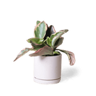 Dojo Porcelain Modern Indoor Plant Pot With Saucer - Chive Ceramics Studio - Pots - Chive Ceramics Studio