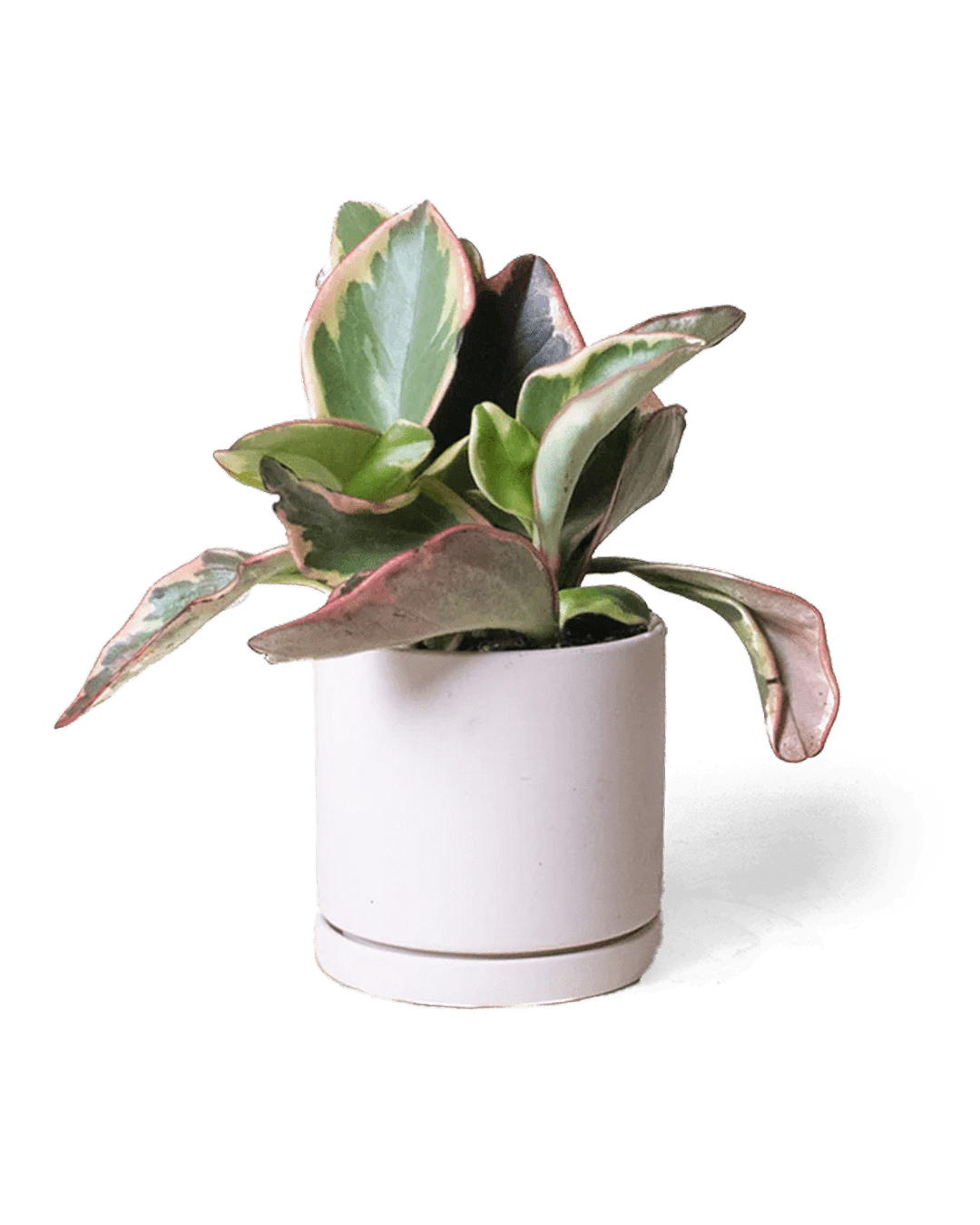 Dojo Porcelain Modern Indoor Plant Pot With Saucer - Chive Ceramics Studio - Pots - Chive Ceramics Studio