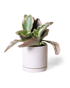 Dojo Porcelain Modern Indoor Plant Pot With Saucer - Chive Ceramics Studio - Pots - Chive Ceramics Studio