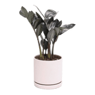 Dojo 6" Porcelain Modern Indoor Plant Pot - Chive Ceramics Studio - Pots - Chive Ceramics Studio