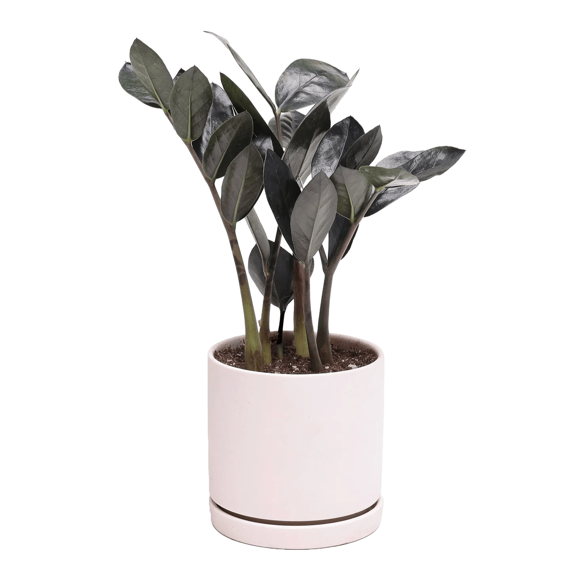 Dojo 6" Porcelain Modern Indoor Plant Pot - Chive Ceramics Studio - Pots - Chive Ceramics Studio