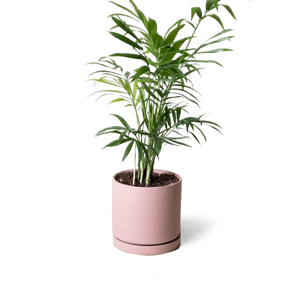 Dojo Porcelain Modern Indoor Plant Pot With Saucer - Chive Ceramics Studio - Pots - Chive Ceramics Studio