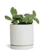 Dojo Porcelain Modern Indoor Plant Pot With Saucer - Chive Ceramics Studio - Pots - Chive Ceramics Studio