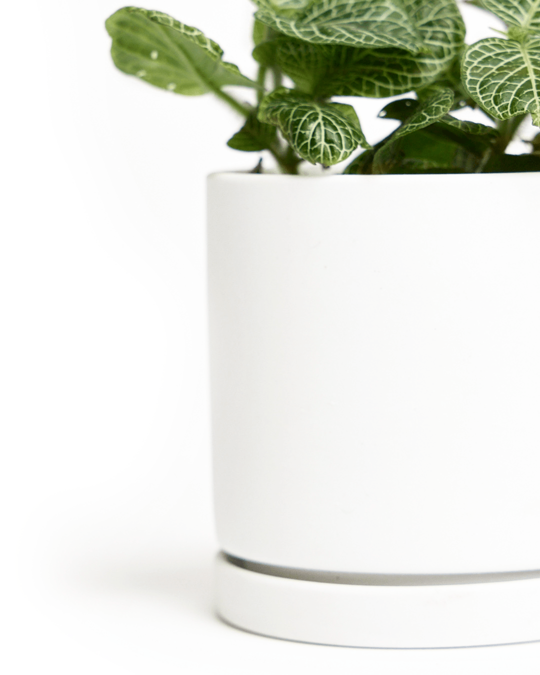 Dojo Porcelain Modern Indoor Plant Pot With Saucer - Chive Ceramics Studio - Pots - Chive Ceramics Studio