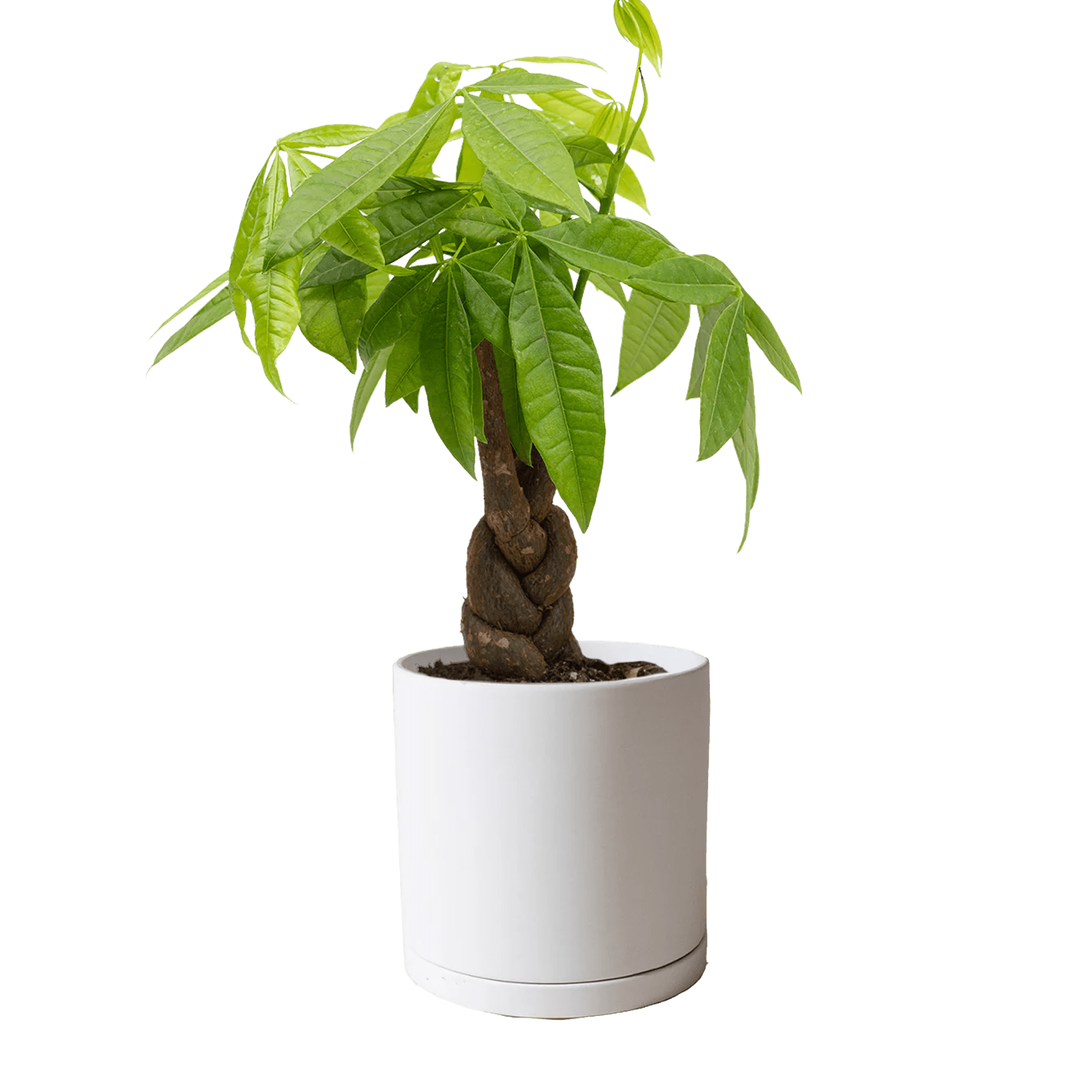 Dojo 6" Porcelain Modern Indoor Plant Pot - Chive Ceramics Studio - Pots - Chive Ceramics Studio