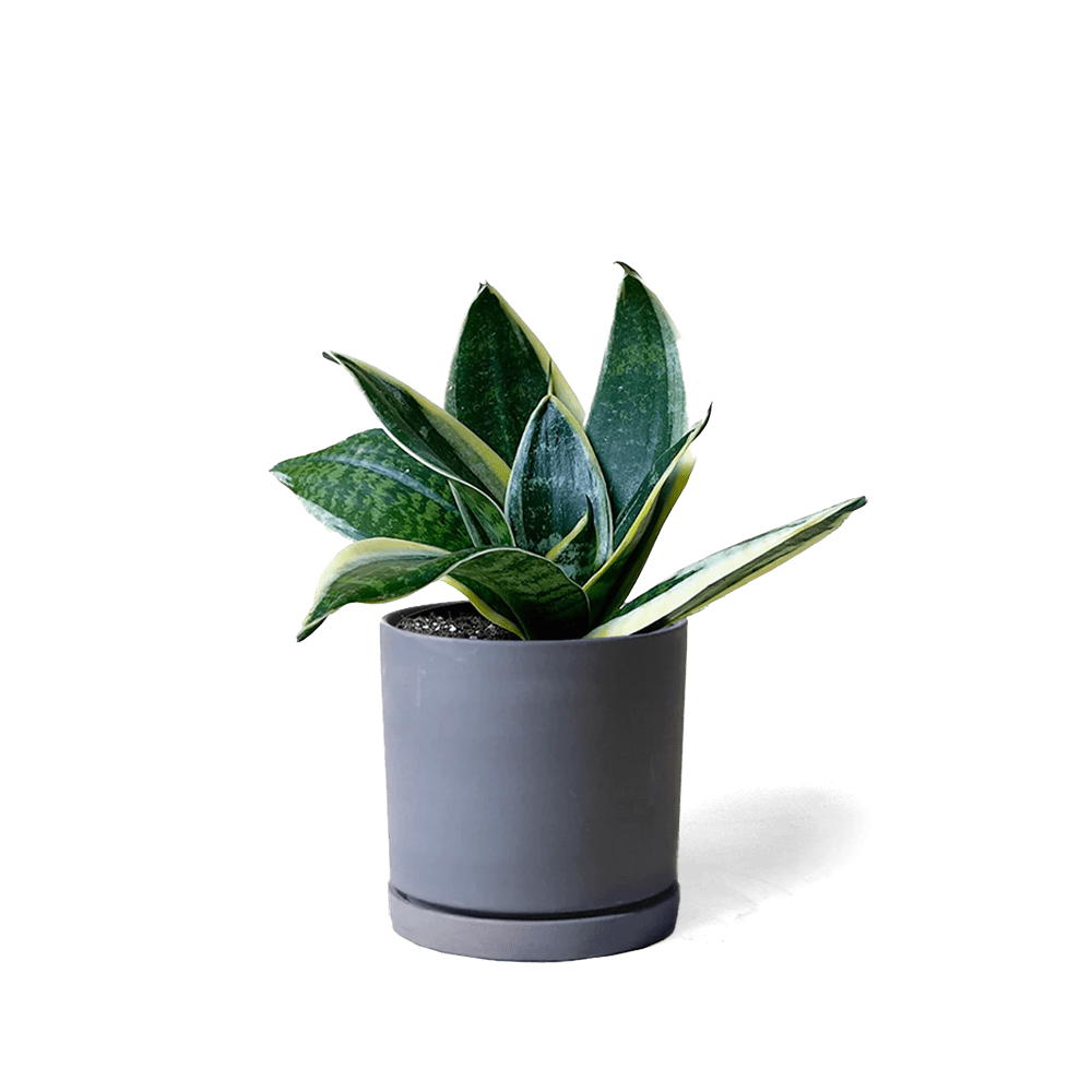 Dojo Porcelain Modern Indoor Plant Pot With Saucer - Chive Ceramics Studio - Pots - Chive Ceramics Studio