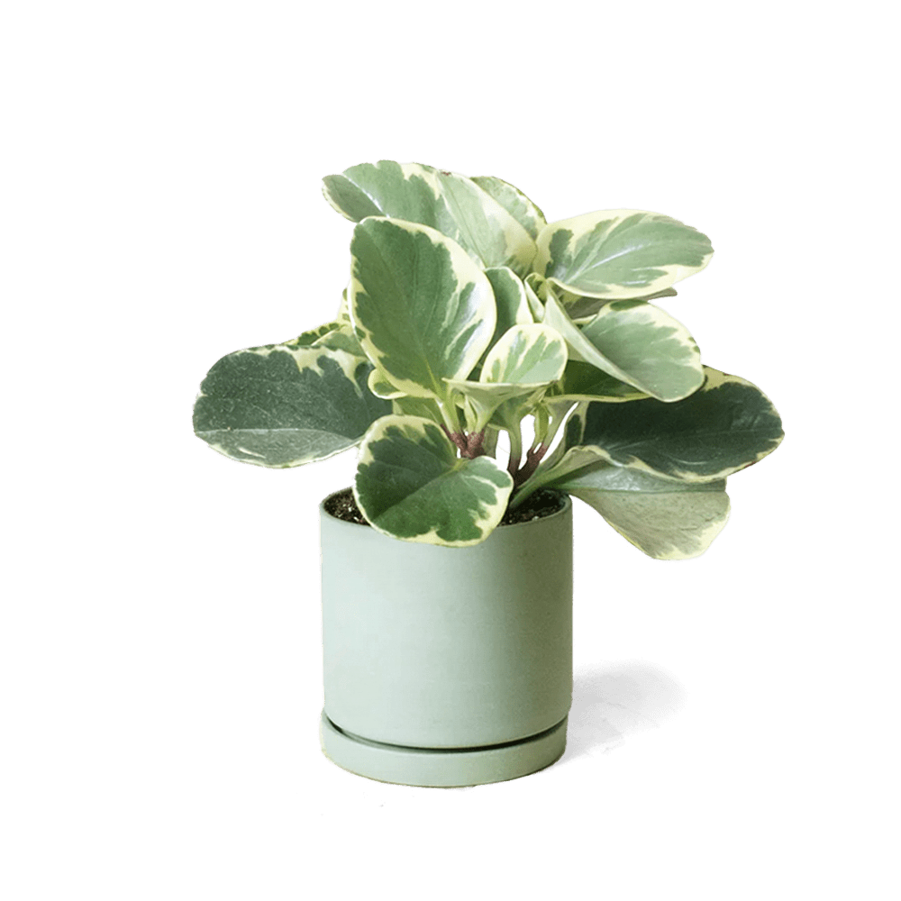 Dojo Porcelain Modern Indoor Plant Pot With Saucer - Chive Ceramics Studio - Pots - Chive Ceramics Studio