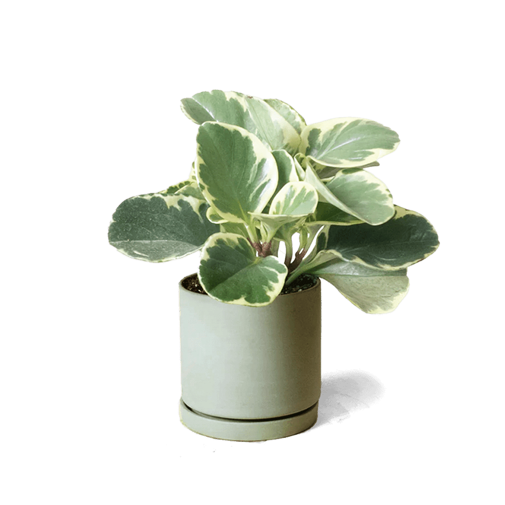 Dojo Porcelain Modern Indoor Plant Pot With Saucer | 3.5 Inches - Chive Ceramics Studio - Pots - Chive Ceramics Studio