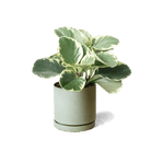 Dojo Porcelain Modern Indoor Plant Pot With Saucer | 3.5 Inches - Chive Ceramics Studio - Pots - Chive Ceramics Studio