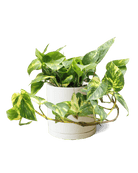 Dojo Porcelain Modern Indoor Plant Pot With Saucer | 6, 7, & 8 Inches - Chive Ceramics Studio - Pots - Chive Ceramics Studio