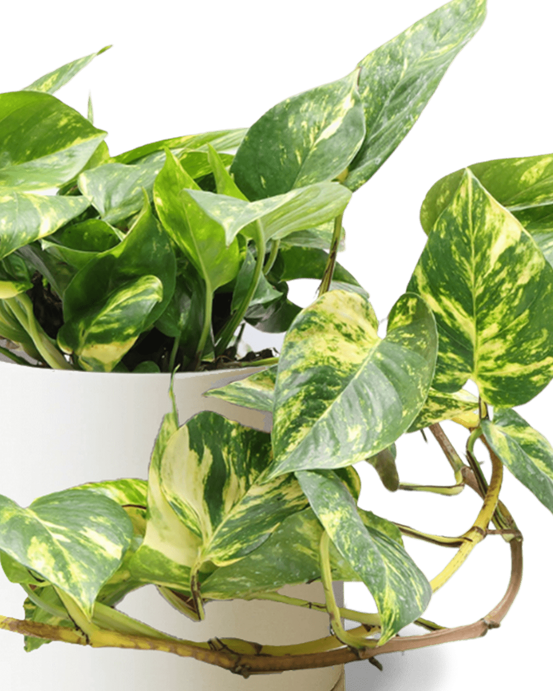 Dojo Porcelain Modern Indoor Plant Pot With Saucer | 6, 7, & 8 Inches - Chive Ceramics Studio - Pots - Chive Ceramics Studio