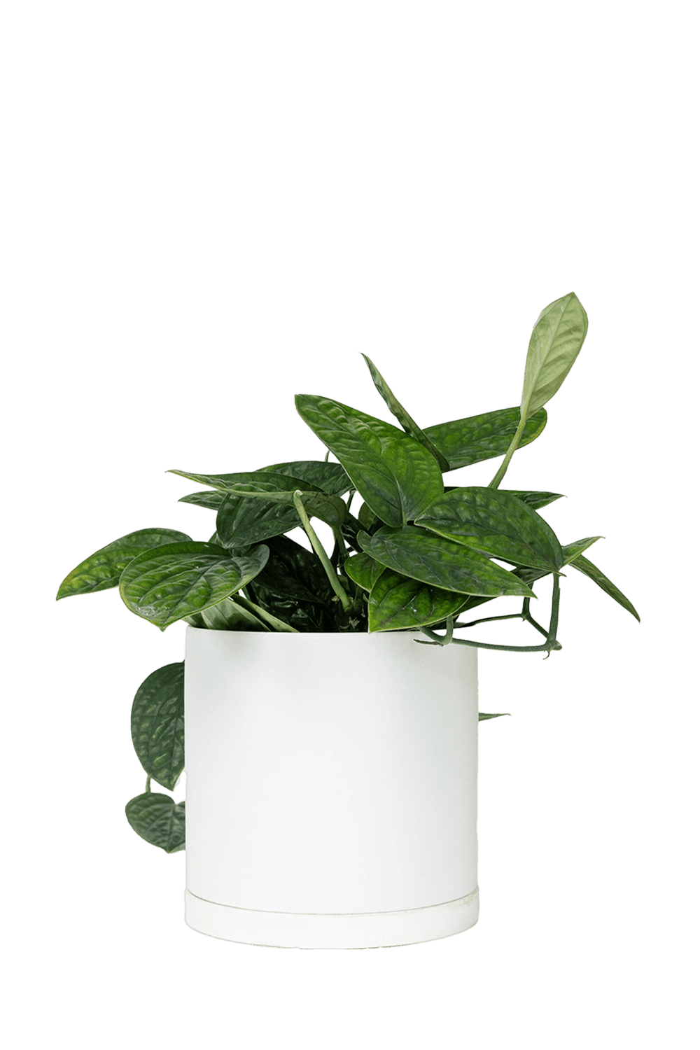 Dojo Porcelain Modern Indoor Plant Pot With Saucer | 6, 7, & 8 Inches - Chive Ceramics Studio - Pots - Chive Ceramics Studio