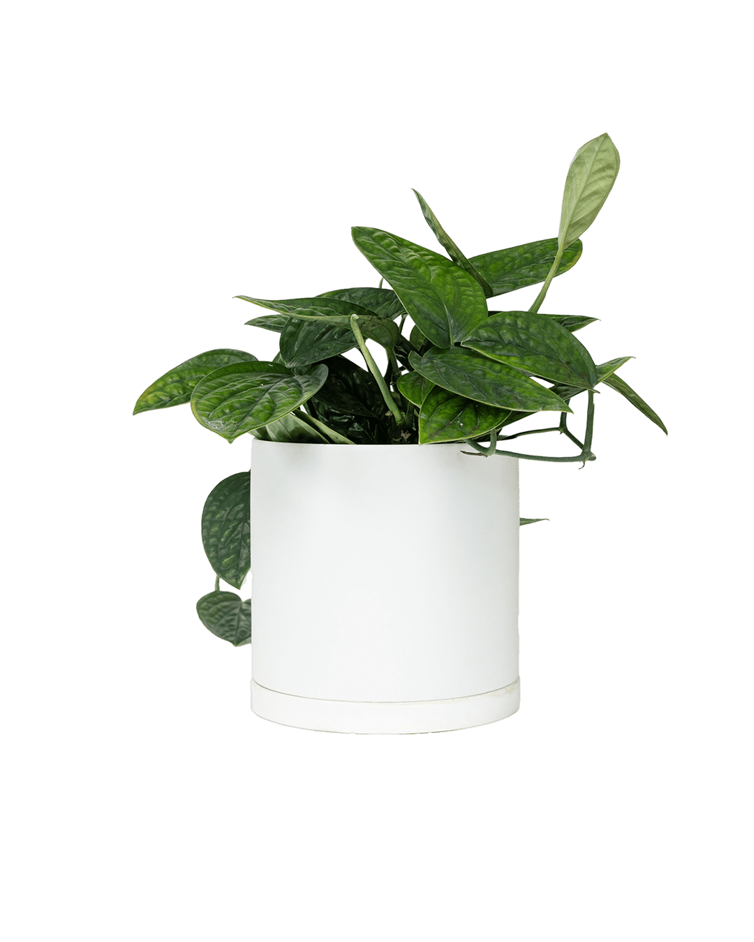 Dojo Porcelain Modern Indoor Plant Pot With Saucer - Chive Ceramics Studio - Pots - Chive Ceramics Studio