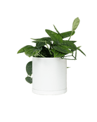 Dojo Porcelain Modern Indoor Plant Pot With Saucer - Chive Ceramics Studio - Pots - Chive Ceramics Studio