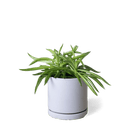 Dojo Porcelain Modern Indoor Plant Pot With Saucer - Chive Ceramics Studio - Pots - Chive Ceramics Studio