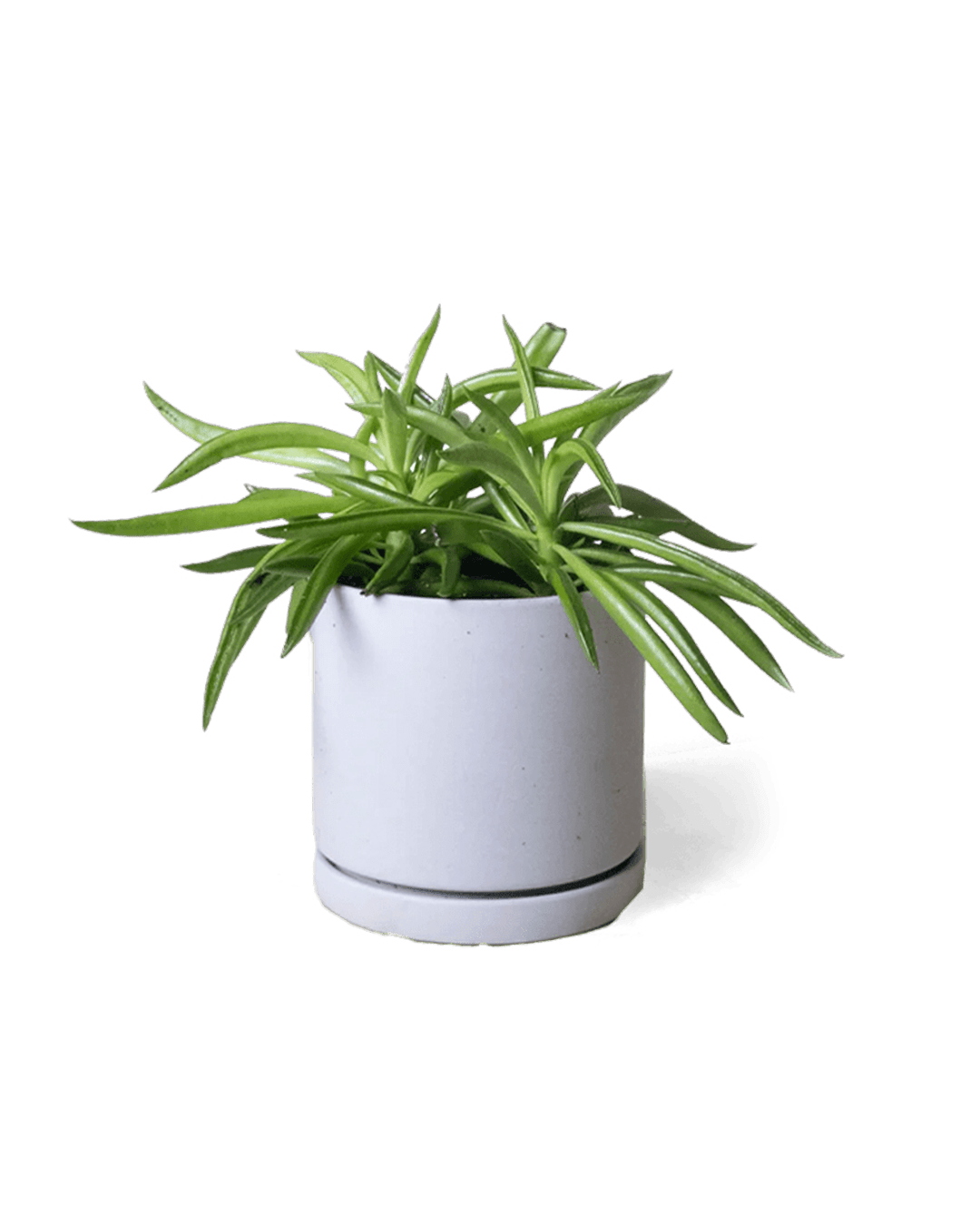 Dojo Porcelain Modern Indoor Plant Pot With Saucer - Chive Ceramics Studio - Pots - Chive Ceramics Studio