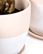 Dyad Porcelain Modern Indoor Plant Pot With Saucer - Chive Ceramics Studio - Pots - Chive US