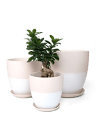 Dyad Porcelain Modern Indoor Plant Pot With Saucer - Chive Ceramics Studio - Pots - Chive US