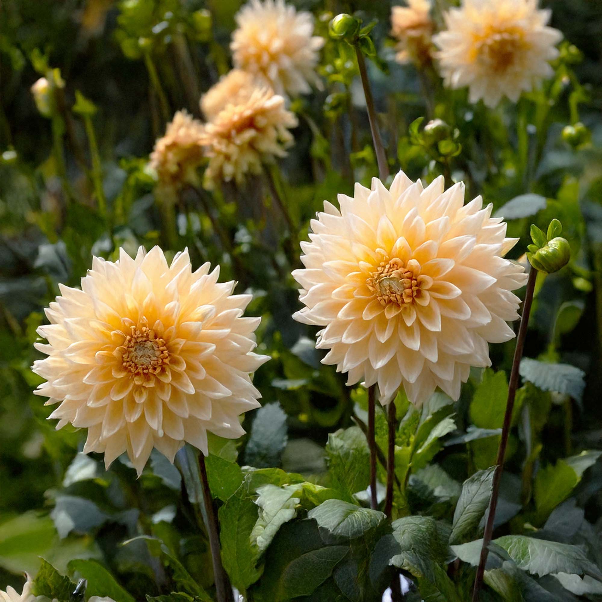 Two large cream and pale yellow dahlia flowers in full bloom surrounded by green foliage in a garden setting - Shido Seeds
