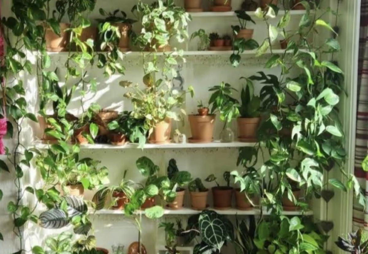 Daily Hive 10 places to buy great indoor plants in Toronto featuring Chive Studio