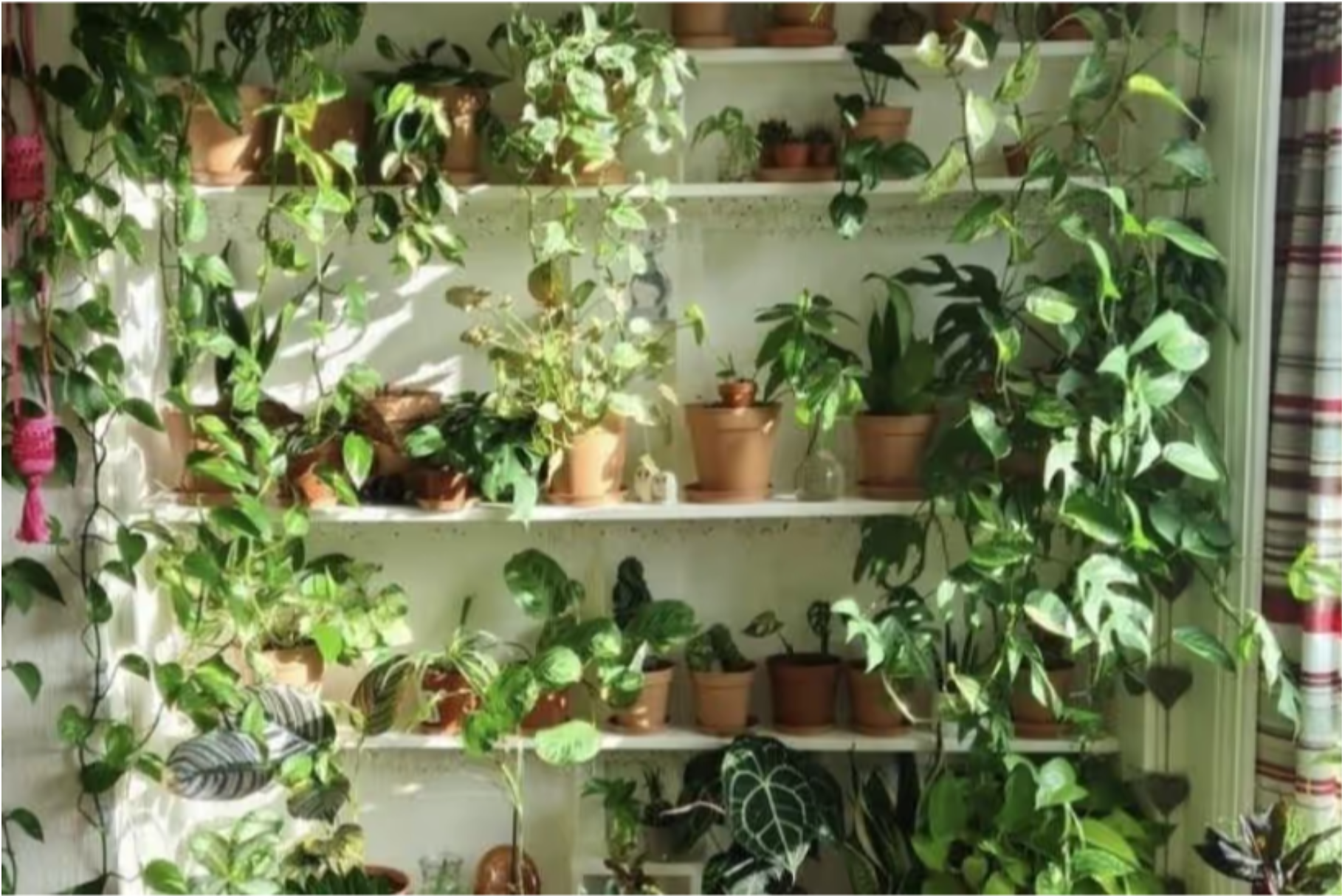 Daily Hive 10 places to buy great indoor plants in Toronto featuring Chive Studio
