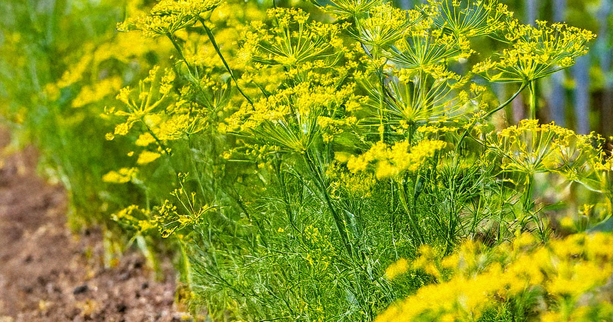 Dill seeds growing in garden — Shido Seeds by Chive Studio Toronto