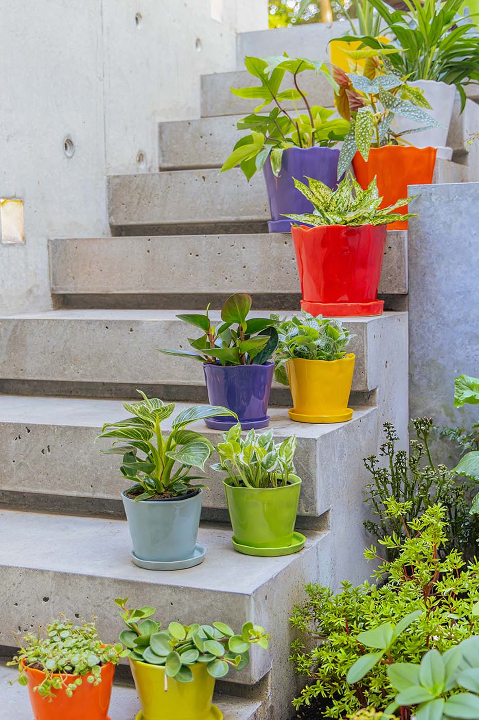 Colourful ceramic planters with saucers arranged on concrete outdoor steps, each planted with a different houseplant.
