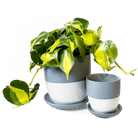 Dyad Porcelain Modern Indoor Plant Pot With Saucer - Chive Ceramics Studio - Pots - Chive US