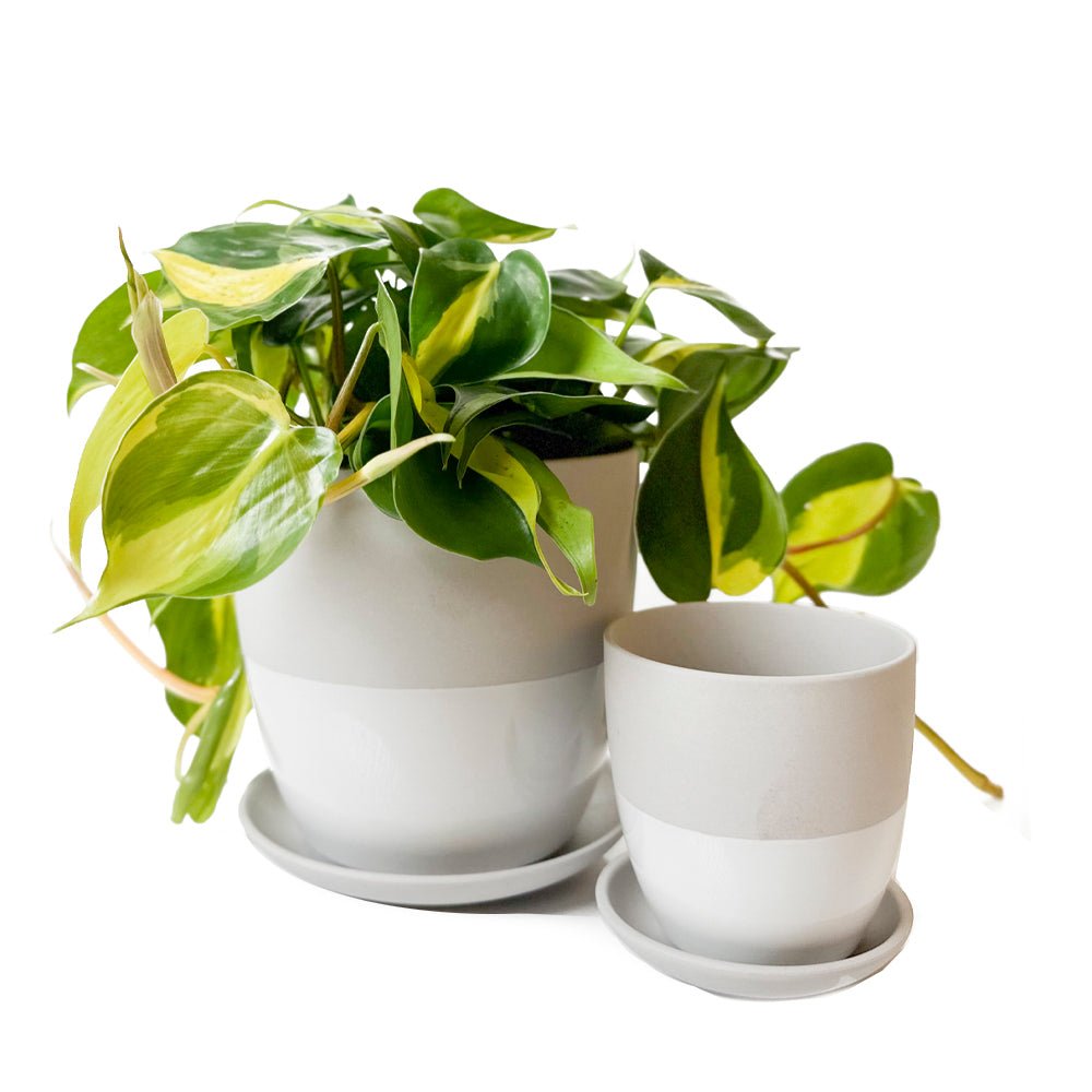 Dyad Porcelain Modern Indoor Plant Pot With Saucer | 3 & 5 inches - Chive Ceramics Studio - Pots - Chive Ceramics Studio
