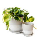 Dyad Porcelain Modern Indoor Plant Pot With Saucer | 3 & 5 inches - Chive Ceramics Studio - Pots - Chive Ceramics Studio