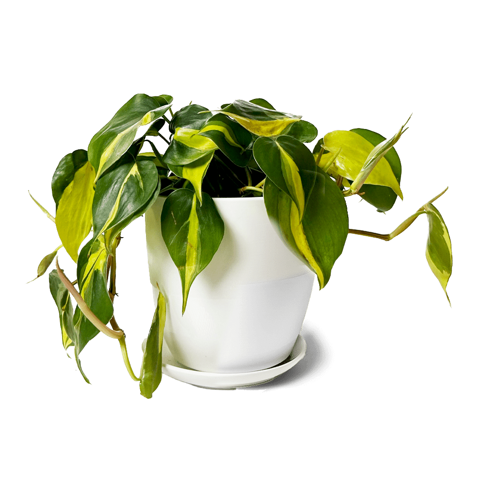 Dyad Porcelain Modern Indoor Plant Pot With Saucer | 3 & 5 inches - Chive Ceramics Studio - Pots - Chive Ceramics Studio