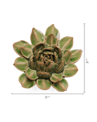 Avocado Green Firecracker Succulent ceramic wall flower  — English Garden collection — designed in Toronto by Chive Studio