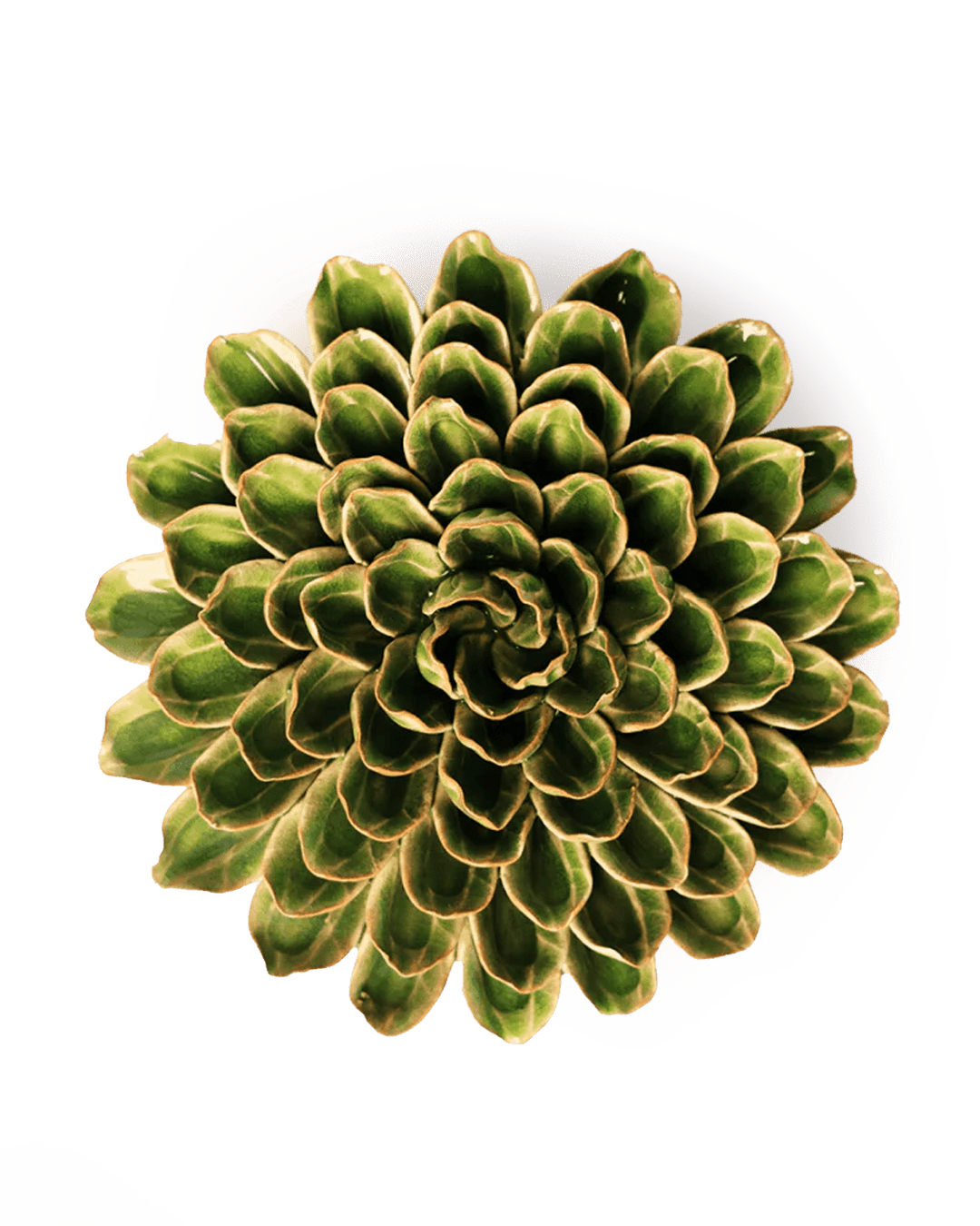 Avocado Green Zinnia ceramic wall flower   — English Garden collection — designed in Toronto by Chive Studio